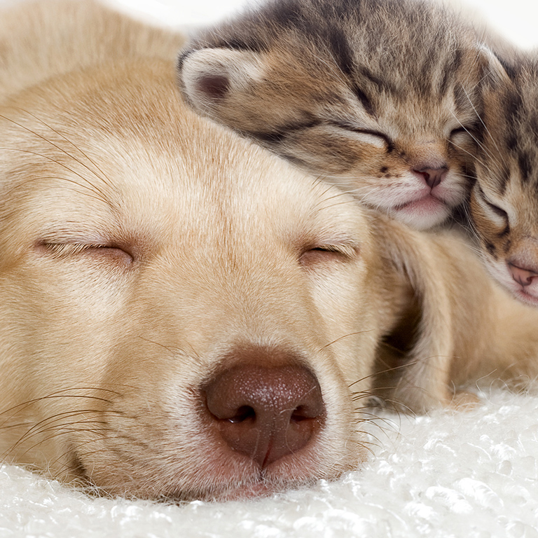 puppy and kittens sleeping together