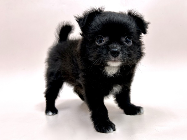 ミックス（犬）