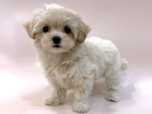 ミックス（犬）