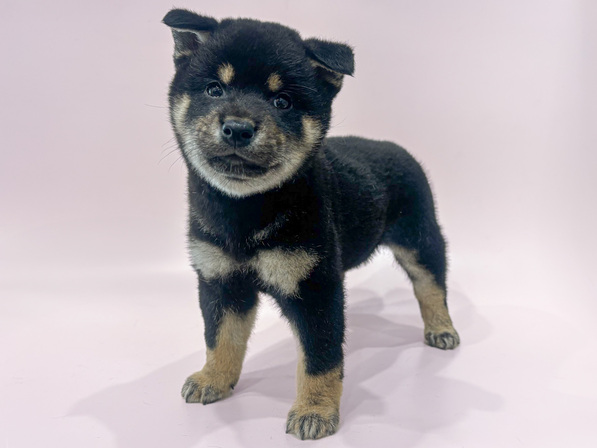 柴犬