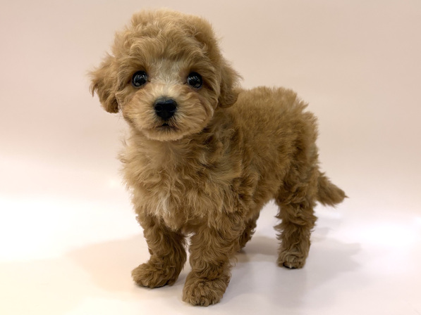 ミックス（犬）