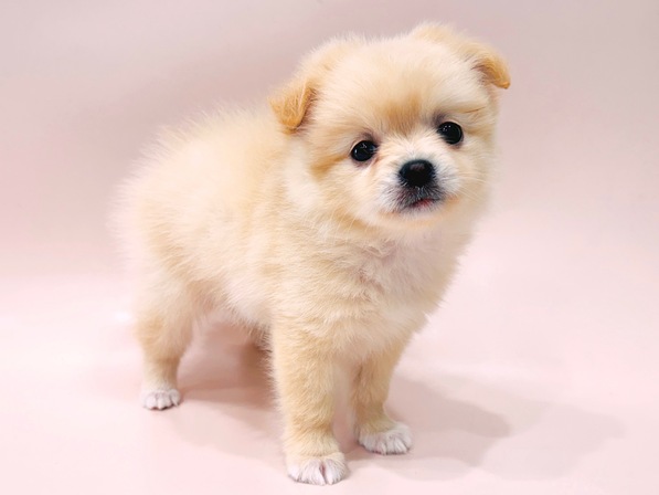 ミックス（犬）
