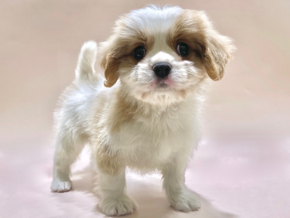 ミックス（犬）