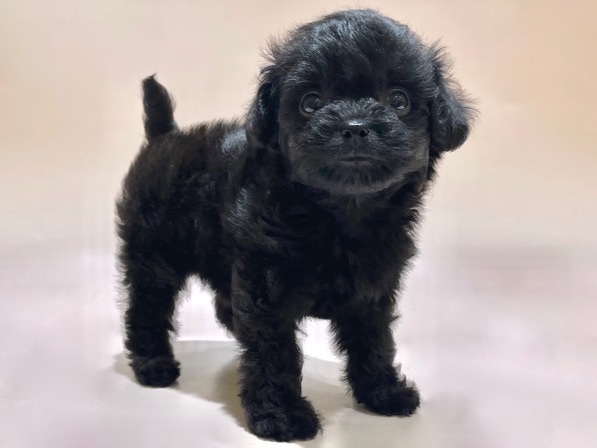 ミックス（犬）