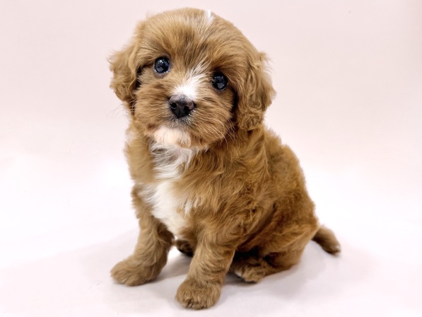 ミックス（犬）