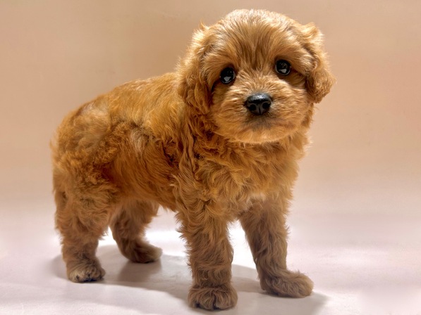 ミックス（犬）