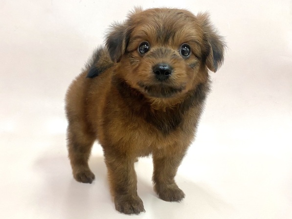 ミックス（犬）