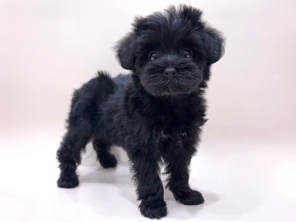 ミックス（犬）