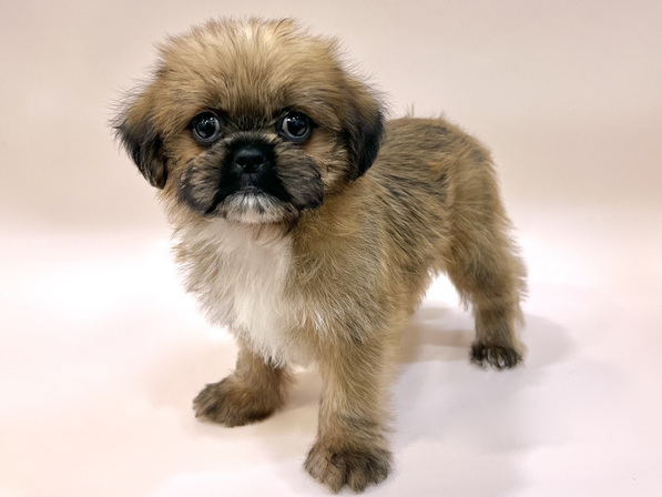 ミックス（犬）