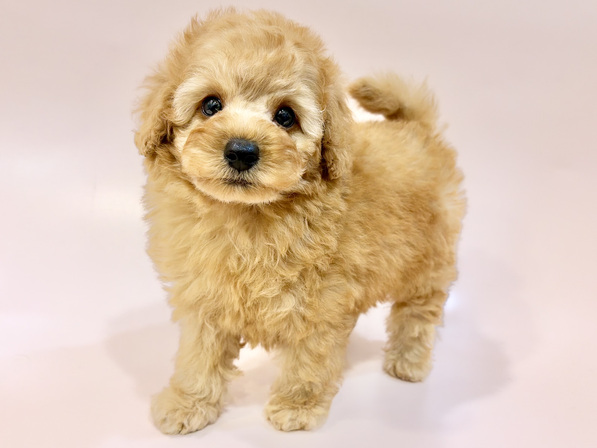 トイ・プードル