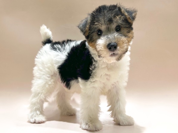 ワイヤー・フォックス・テリア