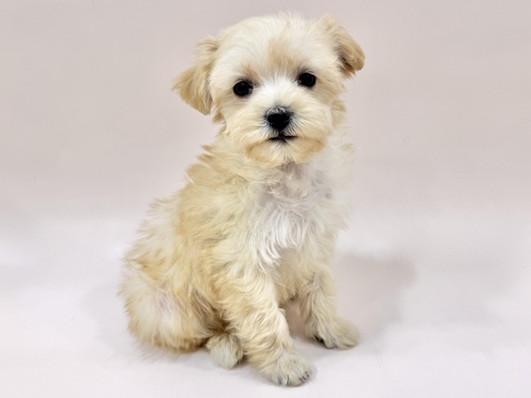 ミックス（犬）