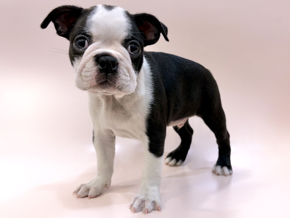 ボストン・テリア