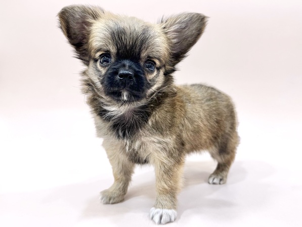 ミックス（犬）