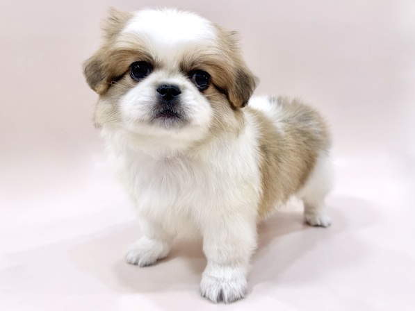 ミックス（犬）