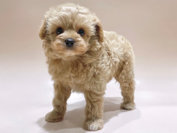 ミックス（犬）