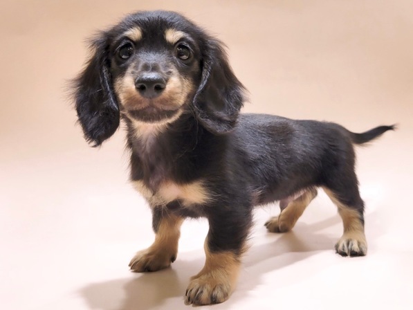 ミニチュア・ダックスフンド