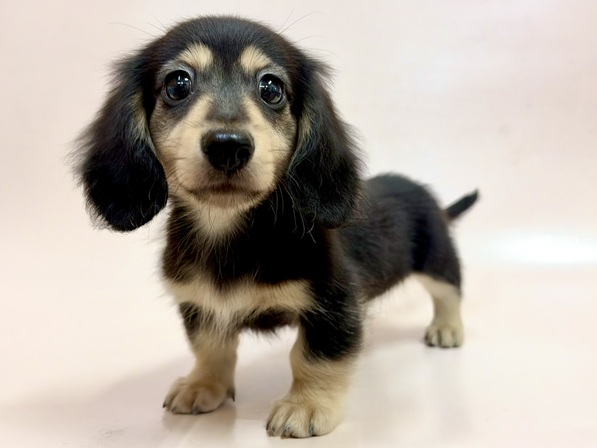 ミニチュア・ダックスフンド