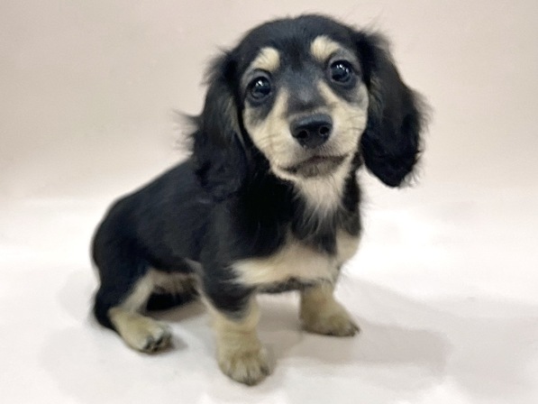 ミニチュア・ダックスフンド