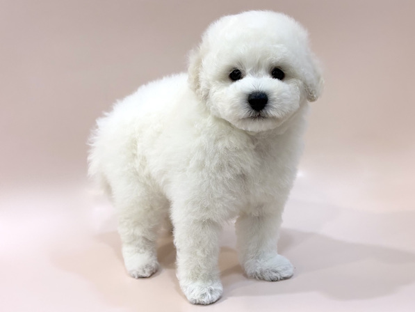 トイ・プードル