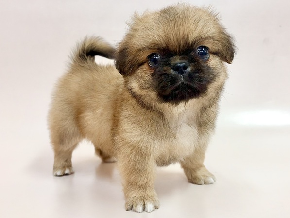 ミックス（犬）