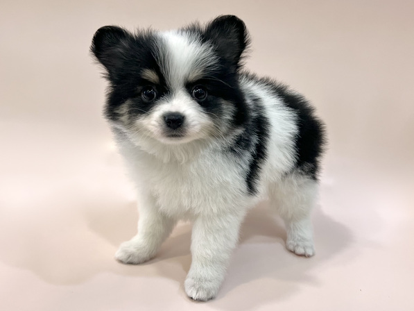 ミックス（犬）