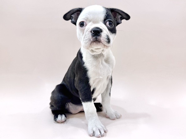 ボストン・テリア