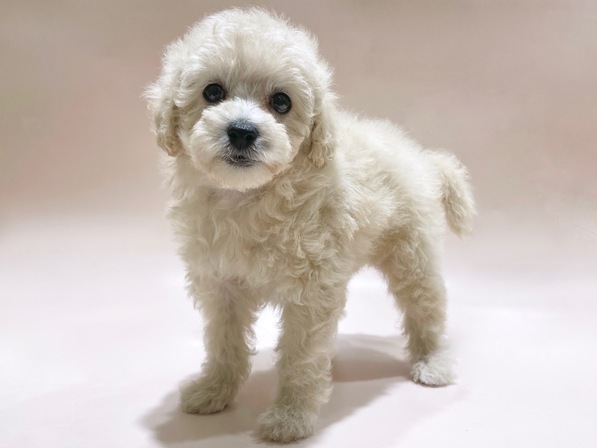 トイ・プードル