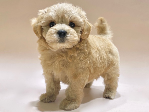 ミックス（犬）