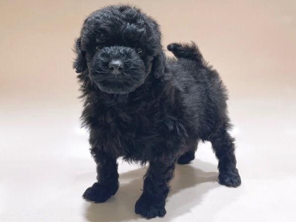 トイ・プードル