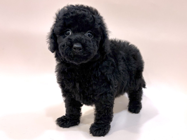 トイ・プードル