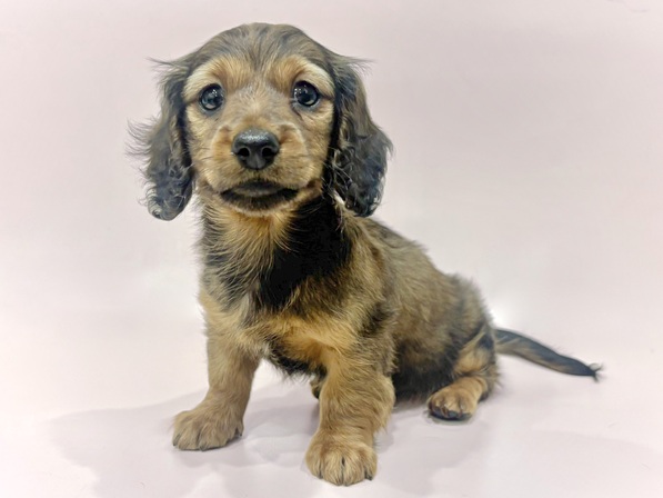 ミニチュア・ダックスフンド