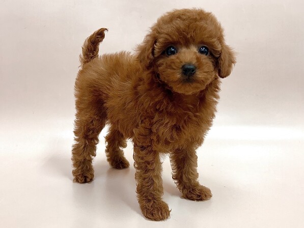 トイ・プードル