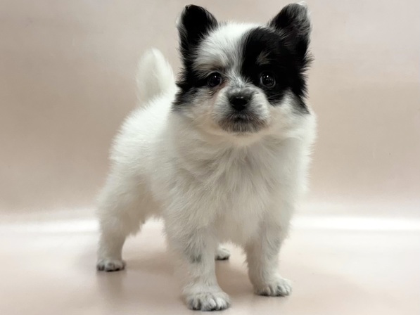 ミックス（犬）