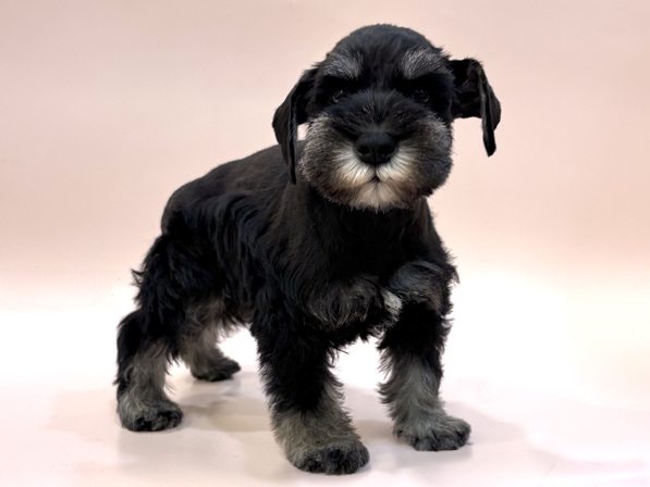 ミニチュア・シュナウザー