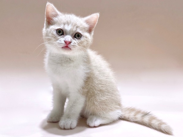 ブリティッシュショートヘアー