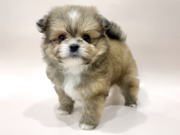 ミックス（犬）