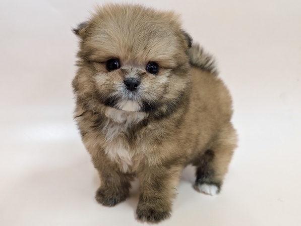 ミックス（犬）