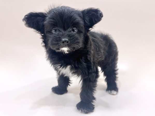 ミックス（犬）