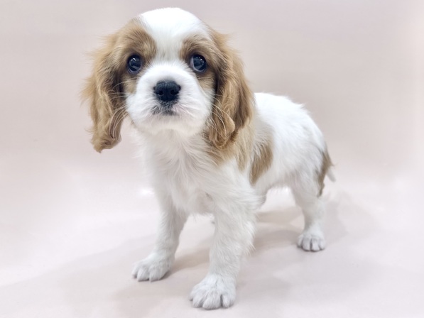 キャバリア・キング・チャールズ・スパニエル