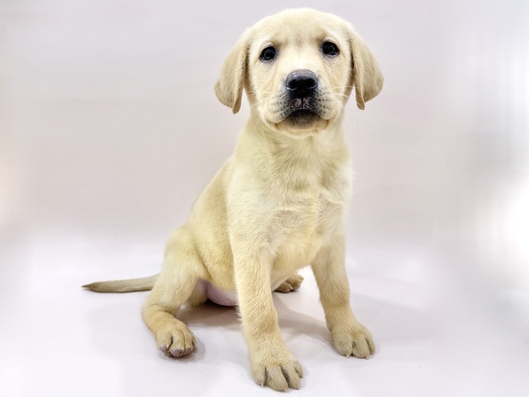 ラブラドール・レトリーバー