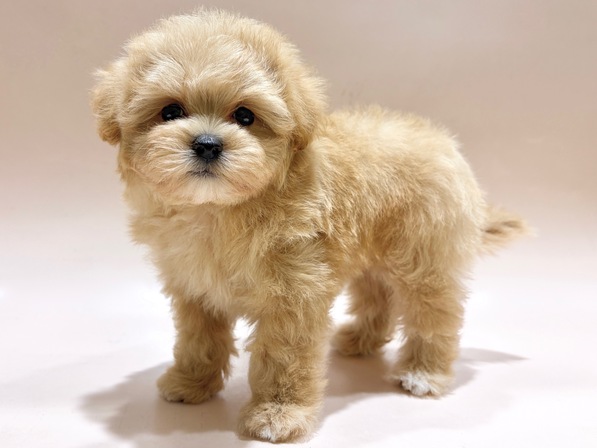 ミックス（犬）