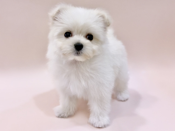 ミックス（犬）