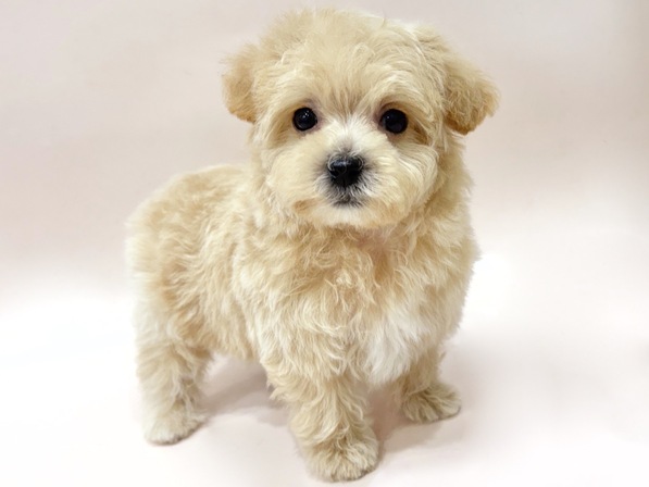 ミックス（犬）