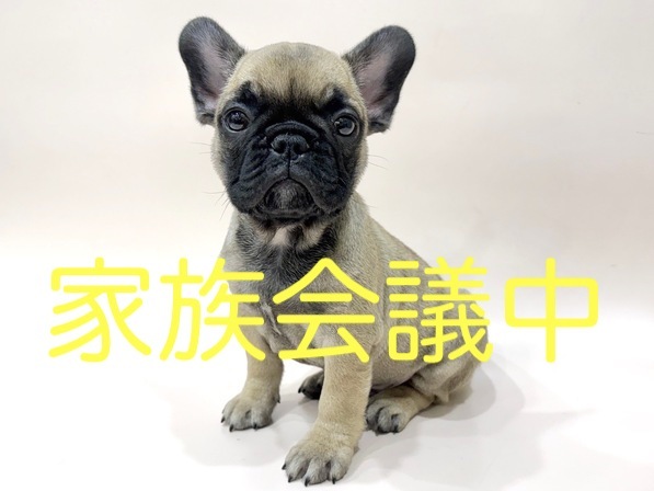 フレンチ・ブルドッグ