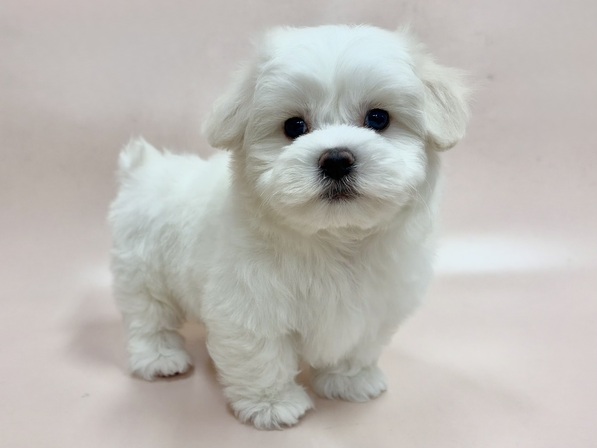 ミックス（犬）