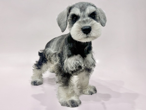 ミニチュア・シュナウザー