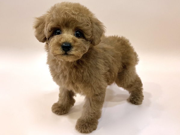 トイ・プードル