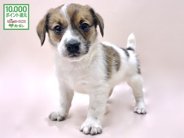 ジャック・ラッセル・テリア