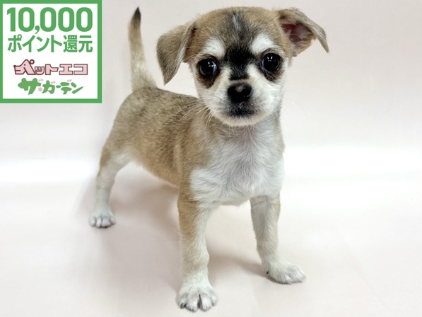 ミックス（犬）